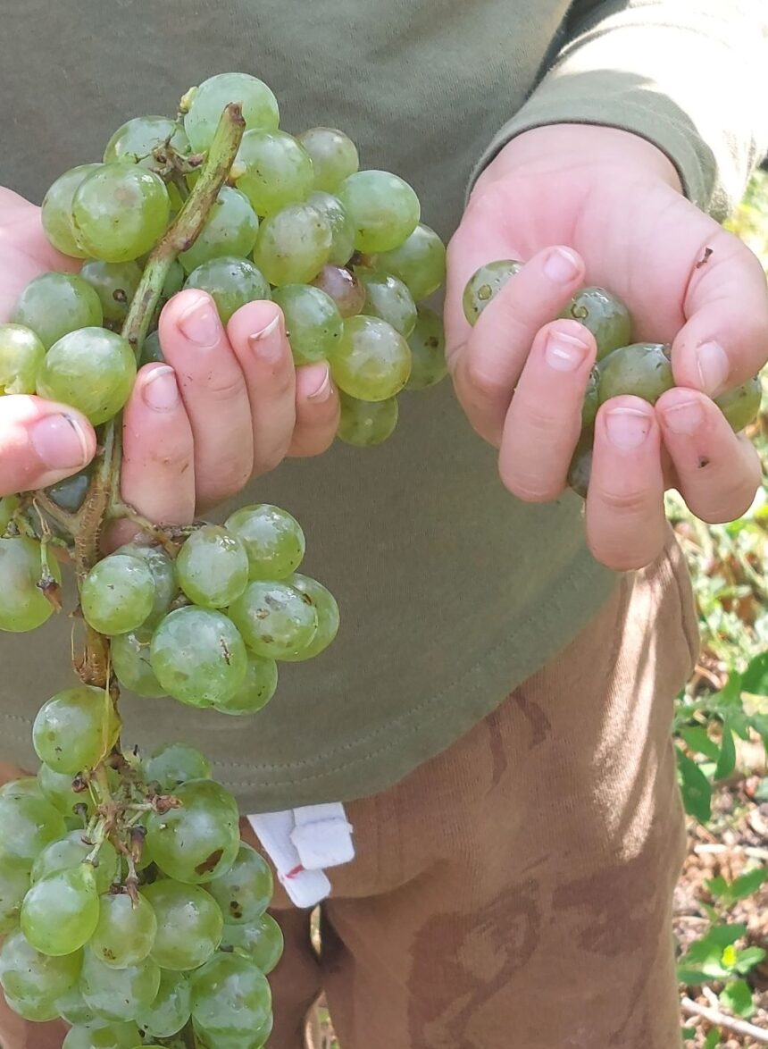 Αντίο Σεπτέμβρη, μήνα Τρυγητή!